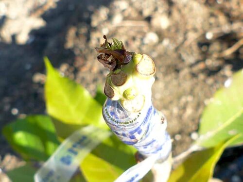 Planta de mango Keitt, detalle del injerto