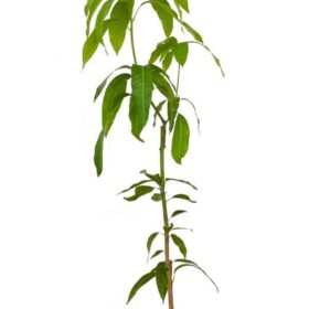 Planta de mango Sensación
