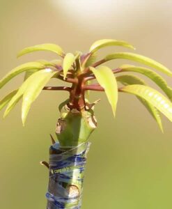 Planta de mango Sensación, detalle de un injerto ya brotado