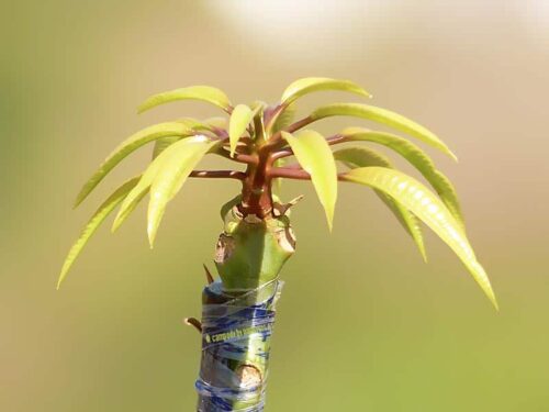 Planta de mango Sensación, detalle de un injerto ya brotado