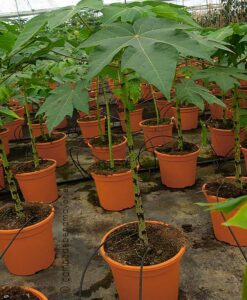 Planta de papaya Caballero en maceta