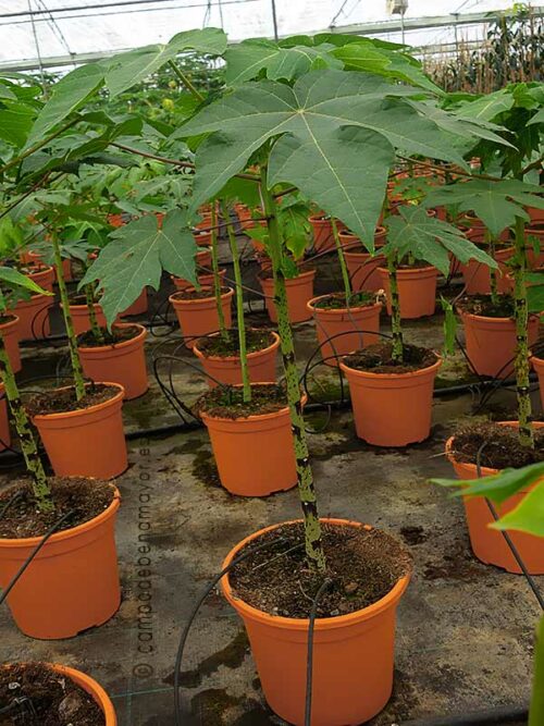 Planta de papaya Caballero en maceta