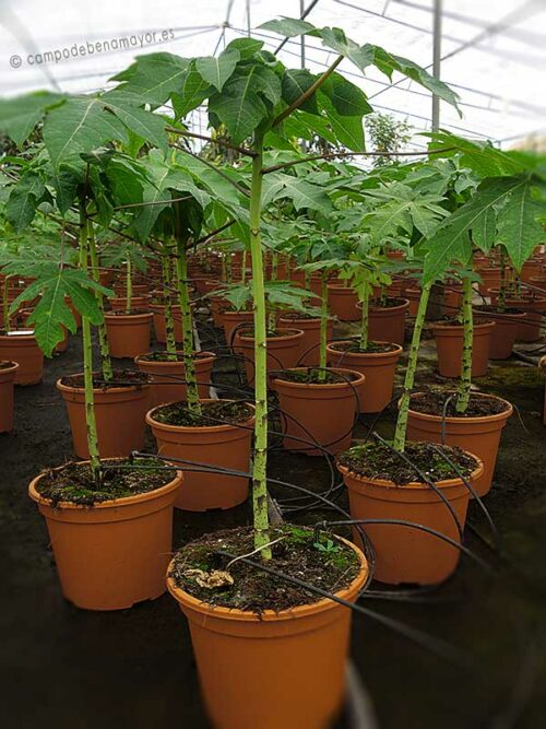 Plantas de papaya Intenzza