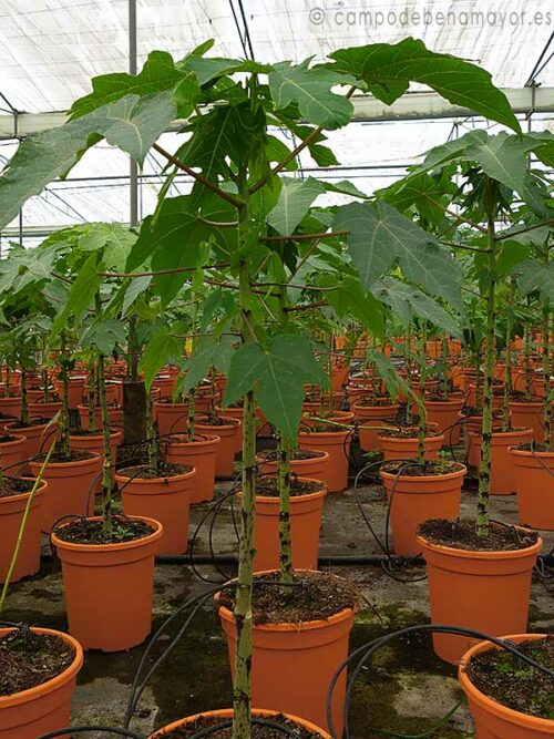 Planta de papaya Maradol para comprar online