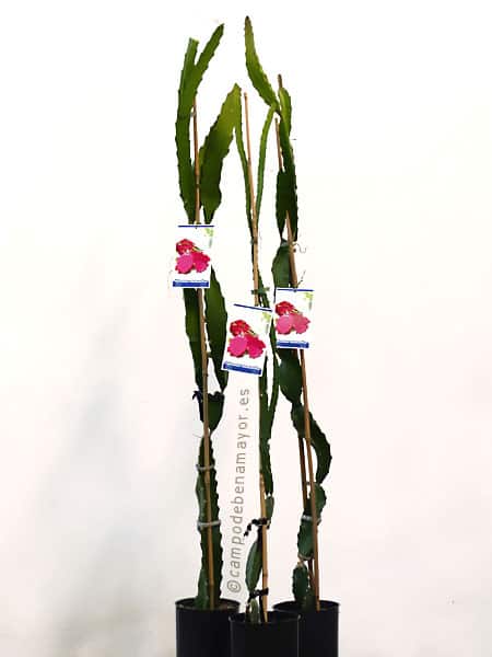 Plantas de pitaya JC01