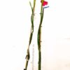 Planta de pitaya roja JC02