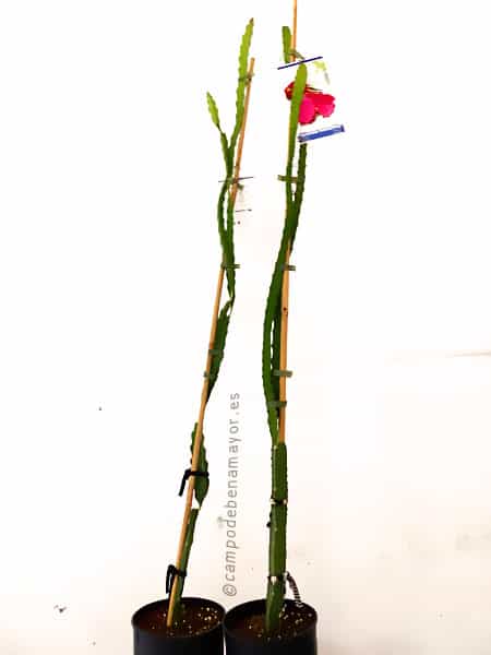 Planta de pitaya roja JC02