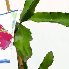 Planta de pitaya H. hybridum
