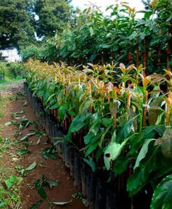 Planta de aguacate mejorada variedad Jiménez 2