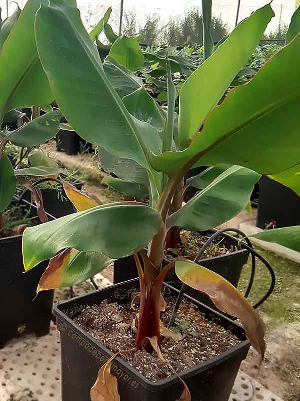 Planta de platanera roja