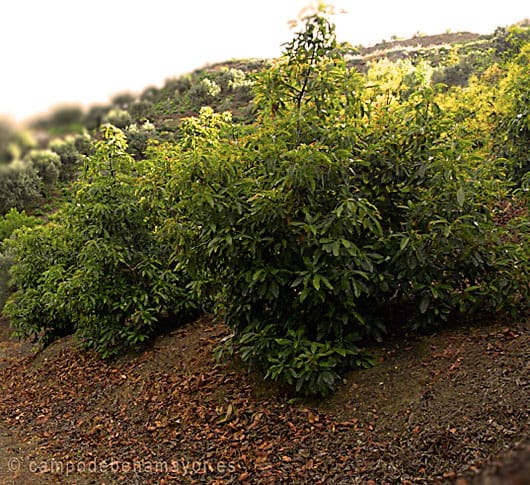 Propiedades del aguacate, la planta