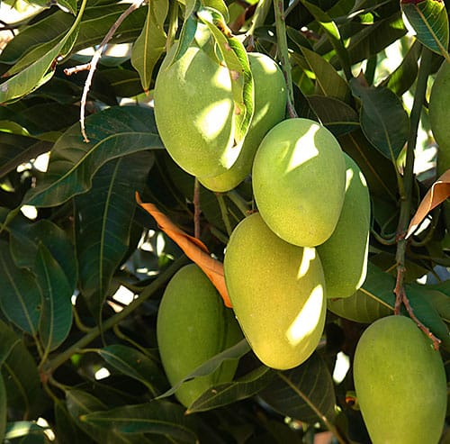 Las propiedades del mango son conocidas desde antiguo