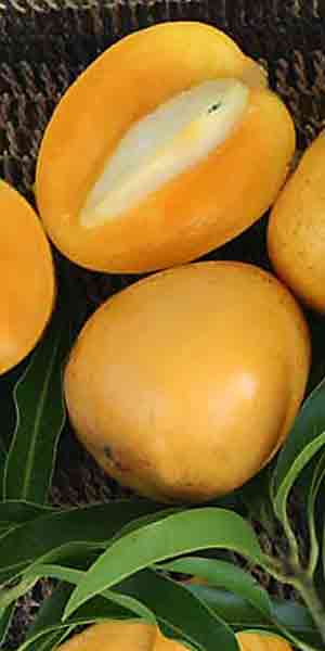 El hueso de mango adecuado para sembrar su semilla es de la variedad Gomera-3