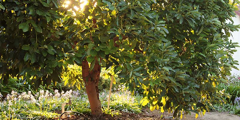 Abonado del aguacate, todo lo que deberías saber