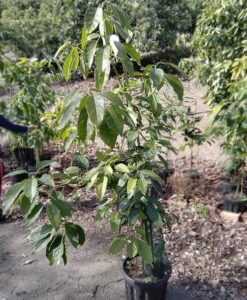 Árboles de aguacate Fuerte en maceta de 20 litros con 3 años para comprar online