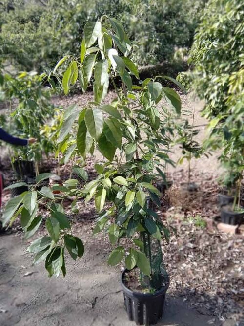 Árboles de aguacate Fuerte en maceta de 20 litros con 3 años para comprar online