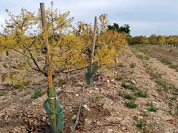 Aguacate con fuerte floración y falta de nutrientes