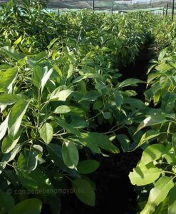 Árboles de aguacate Hass clonado