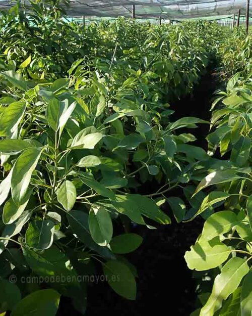 Árboles de aguacate Hass clonado