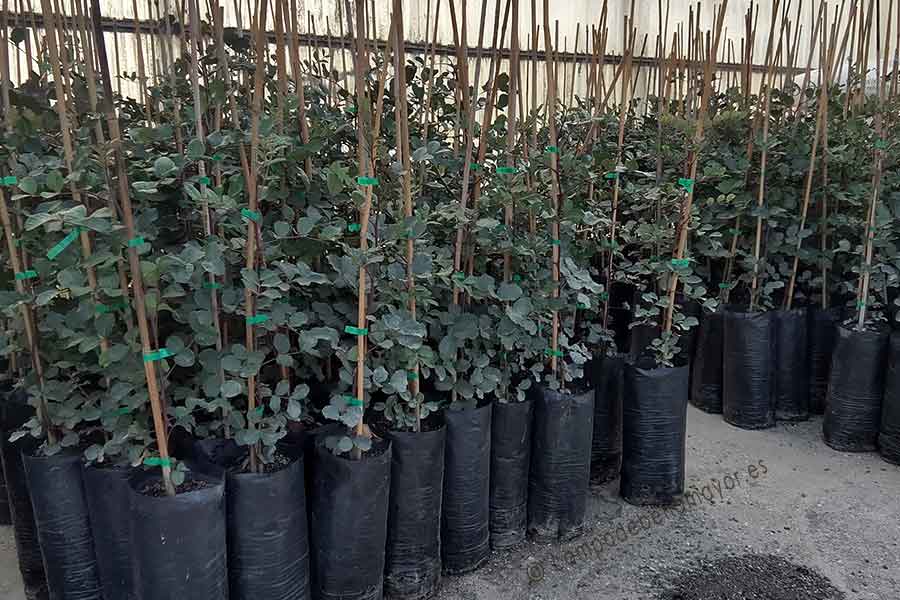 Detalle de los árboles de algarrobo injertados