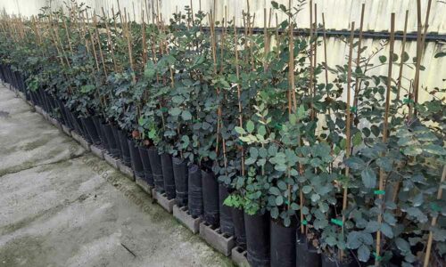 Vivero para comprar algarrobos injertados