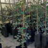 Comprar algarrobos online