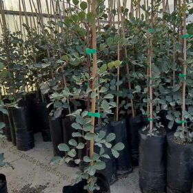 Algarrobos, plantones y árboles 1 año