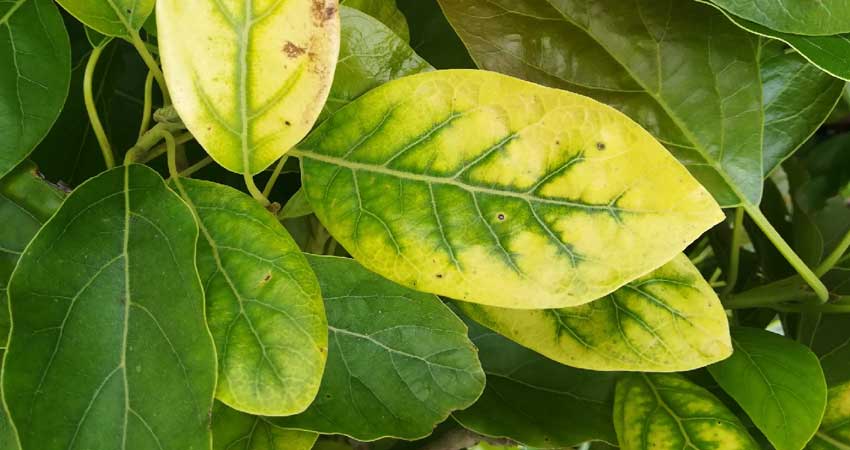 Análisis foliar, muestra de hojas