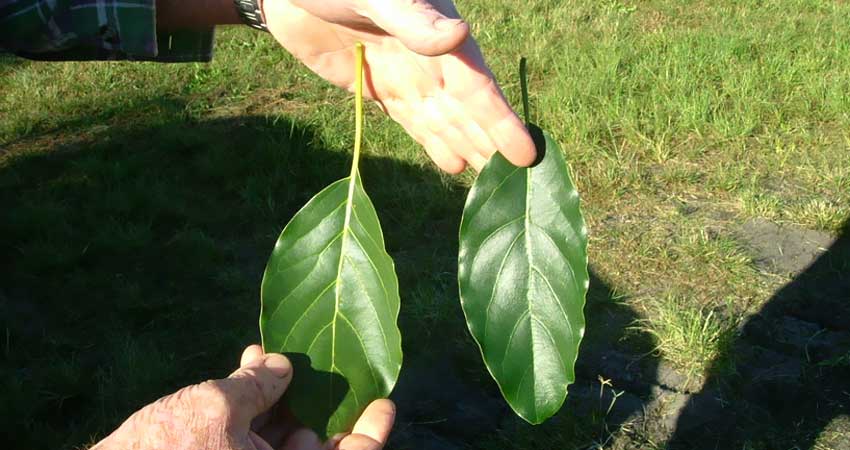 Análisis foliar sobre hojas de aguacate