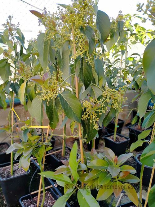 Árbol de aguacate Zutano de 2 años