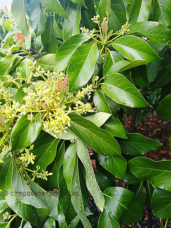 Inicio árbol de aguacate Zutano con flores