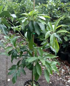 Árbol de aguacate Reed de 2 años en maceta de 12 litros