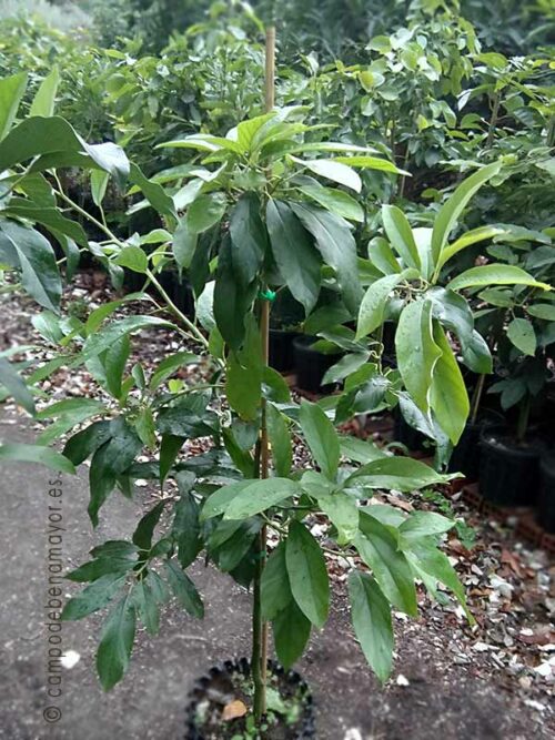 Árbol de aguacate Reed de 2 años en maceta de 12 litros