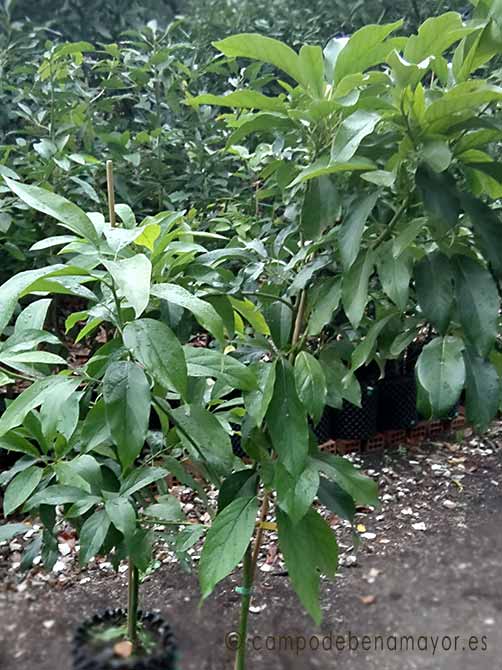 Detalle del árbol de aguacate Reed de 2 años