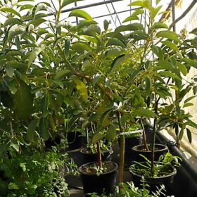Árbol de aguacate Hass con 3 años