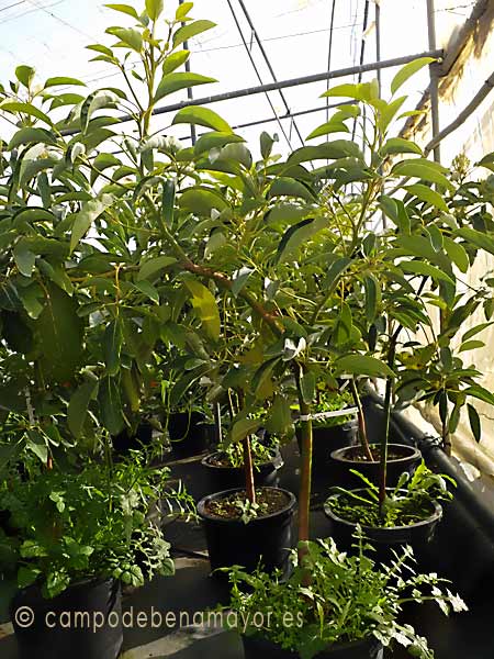 Árbol de aguacate Hass con 3 años de edad