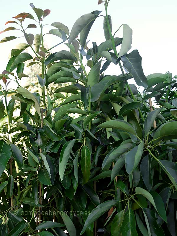 Rbol De Aguacate Fuerte Con 2 Aos De Edad Campo De Benamayor