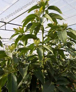 Árbol de aguacate variedad Fuerte con 4 años de edad y en floración