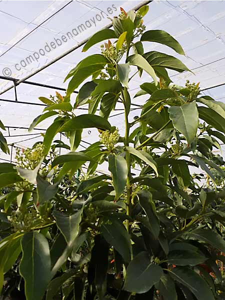 Árbol de aguacate variedad Fuerte con 4 años de edad y en floración