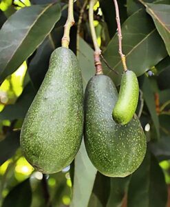 Fruto del árbol de aguacate Fuerte