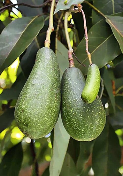 Fruto del árbol de aguacate Fuerte