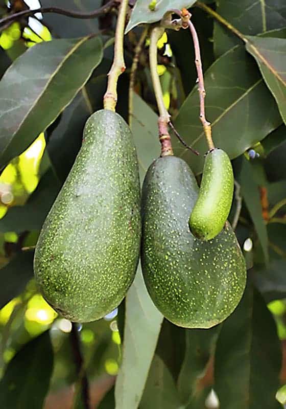 El aguacate debería haberse extinguido, pero él no lo sabe todavía — Cuaderno de Cultura Científica