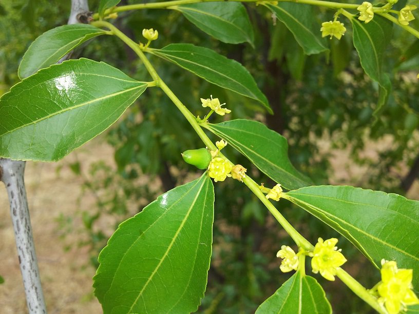 comprar árbol de azufaifo en maceta