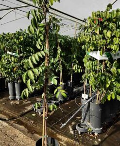 Árbol de carambola en maceta, variedad Arkin