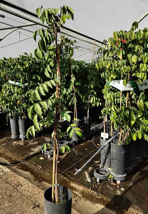 Árbol de carambola en maceta, variedad Arkin