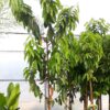 Árbol de guanábana - Graviola