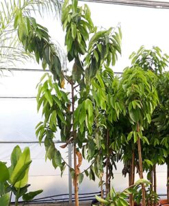 Árbol de guanábana - Graviola