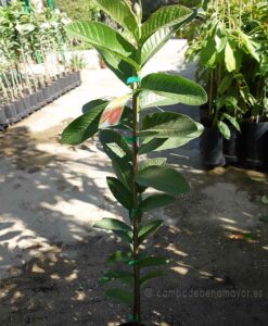 Plantas de guayaba fresa