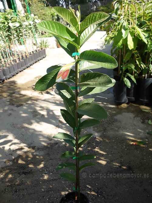 Plantas de guayaba fresa