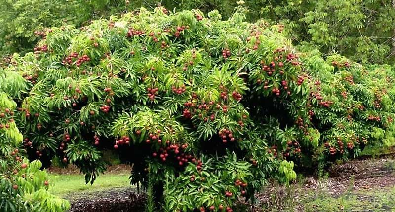 Árbol de lichis con fruta